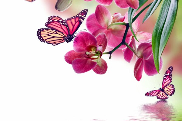 Różowa orchidea i motyl nad wodą