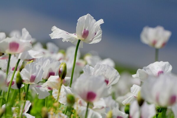Letnie białe kwiaty w polu