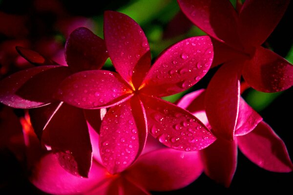 Dew drops on flowers