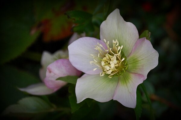 Macro shooting of a white-pink flower