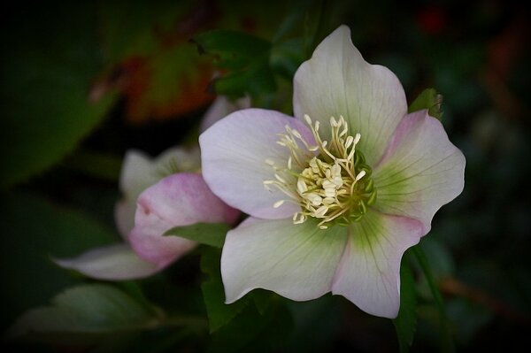 Prise de vue macro d une fleur blanche et rose
