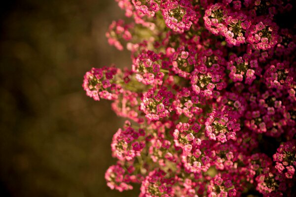 Flores de verano bañadas por el sol