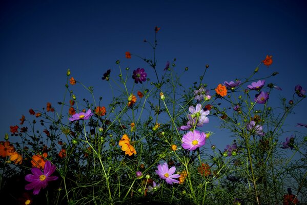 Multi-colored composition of flowers against the sky