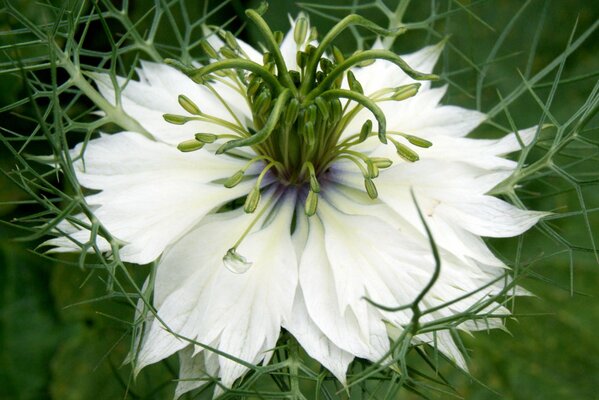 White petals brighten on the grass