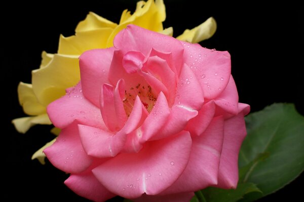 Delicate petals of a fragrant rose