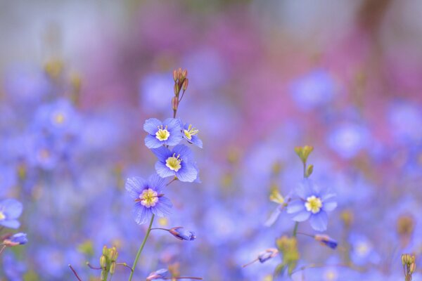 Flores azules como los ojos de la Virgen joven