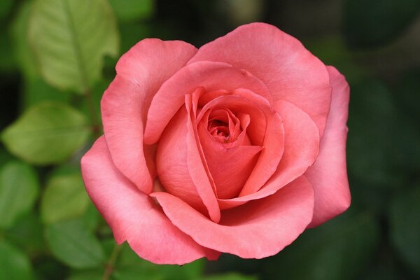 Rosebud in macro shooting