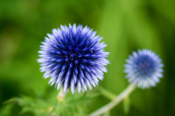 Inflorescencia de flores azules de mordovnik sobre un fondo de vegetación