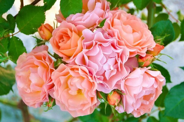 Ein schöner Blumenstrauß aus blühenden Rosen