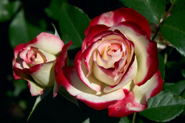 Boutons de rose avec des pétales jaune clair avec des bords rouges