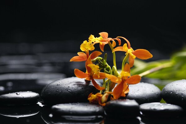 Pétalos de orquídeas en piedras negras