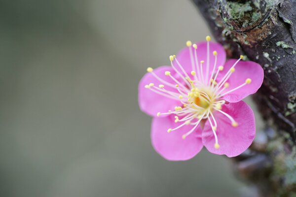 Fleur de cerisier sur l arbre