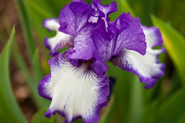 Iris lilas gros plan