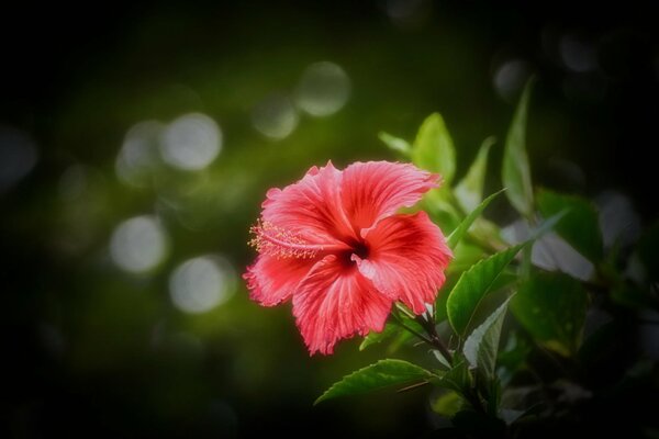 Pink hibiscus on a blurry background