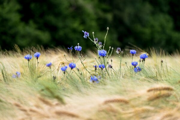 Acianos entre el trigo. flores en un campo de trigo