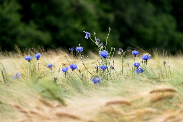 Fiordaliso tra il grano. fiori in un campo di grano