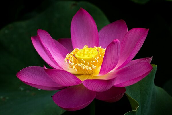 Exquisite pink lotus on the pond