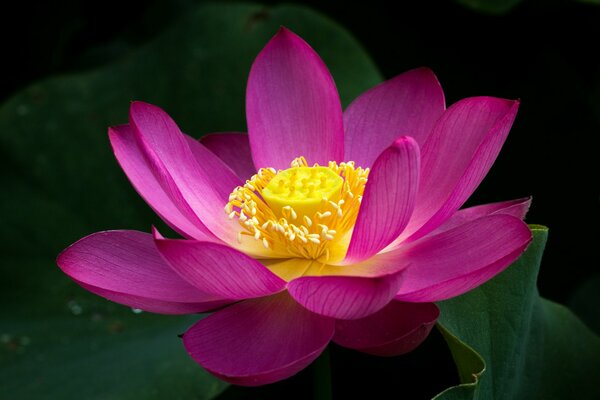 Lotus rose exquis sur l étang
