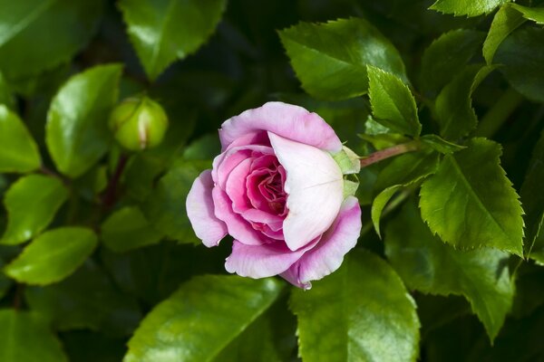 Rose dans un bourgeon sur un buisson dans les feuilles