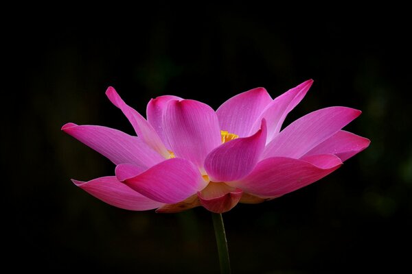 Pink lotus on a dark background