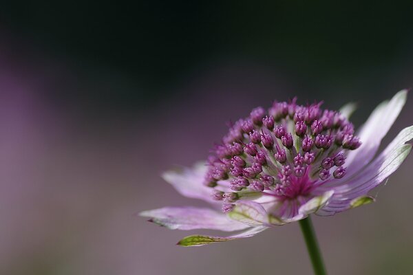 Flor rosa con fondo borroso