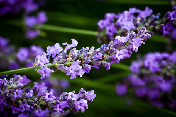 Fleurs de lavande sur fond flou