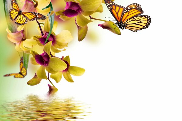 Orchid with butterflies in the reflection of water