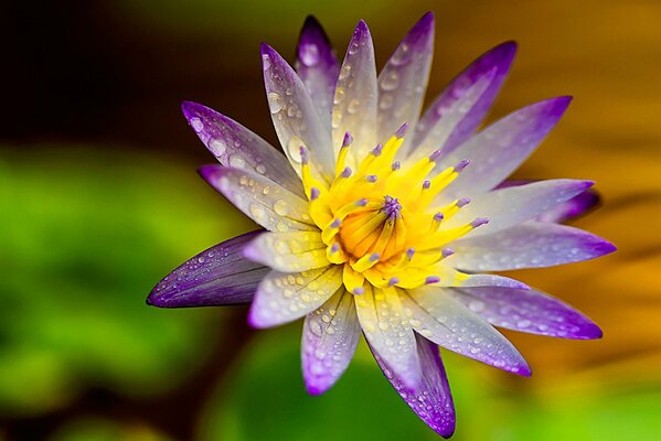 Lotus petals of bright color