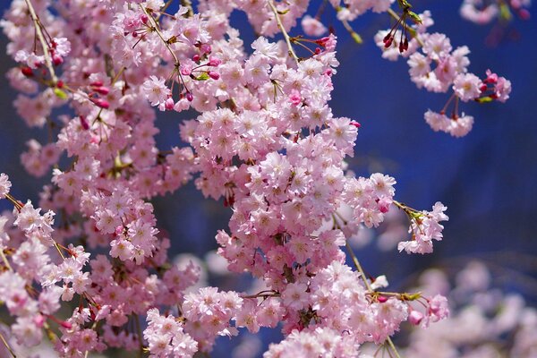 Красивое цветение нежной розовой сакуры
