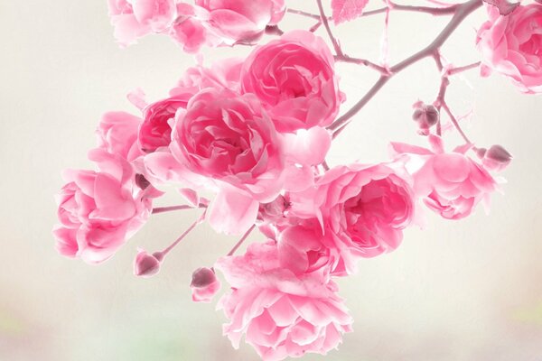 Макро фон розовых цветов