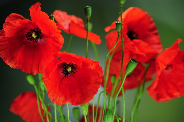 Petali e fiori di papavero natura