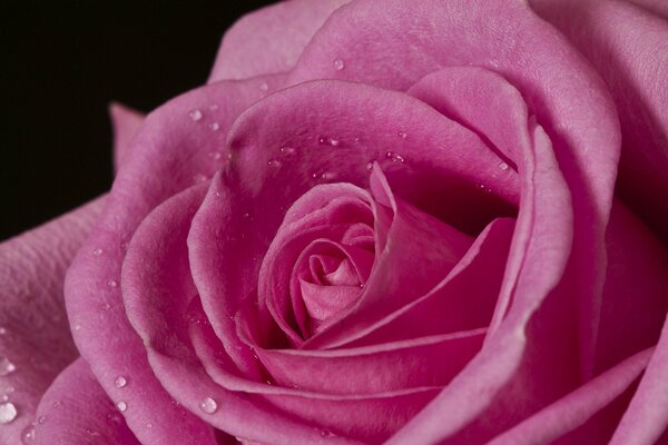 Różowa Róża makro strzał