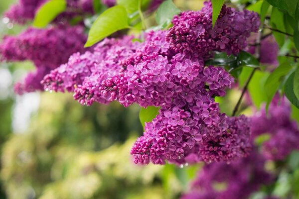 Lilac branch of lilac in clear weather