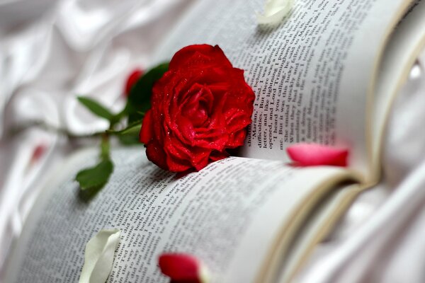 Красная роза на страницах книги