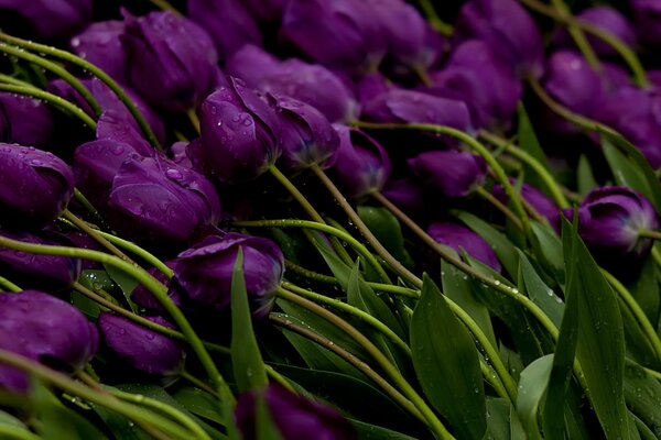 Stiele von lila Tulpen