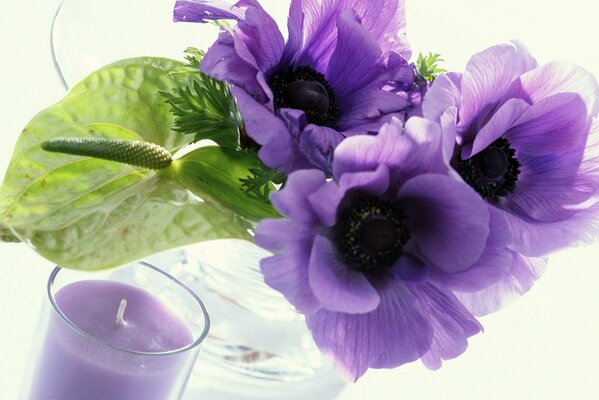 Purple flowers and a candle on a white background