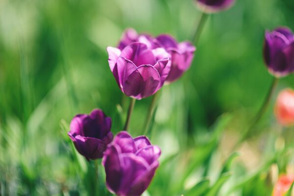 Tulipanes morados sobre hierba verde