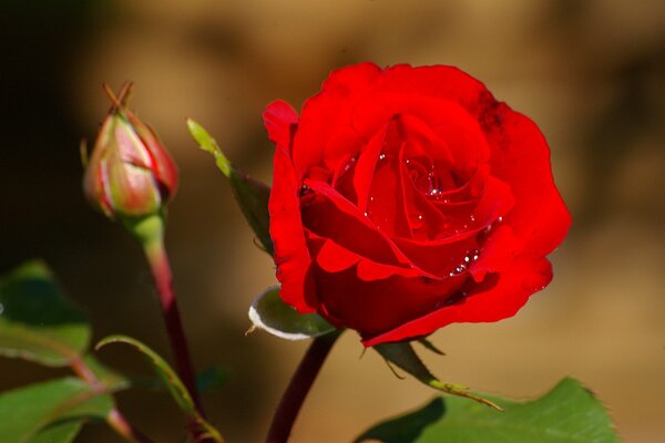 Róża w jasnym szkarłatnym kolorze z kroplami wody