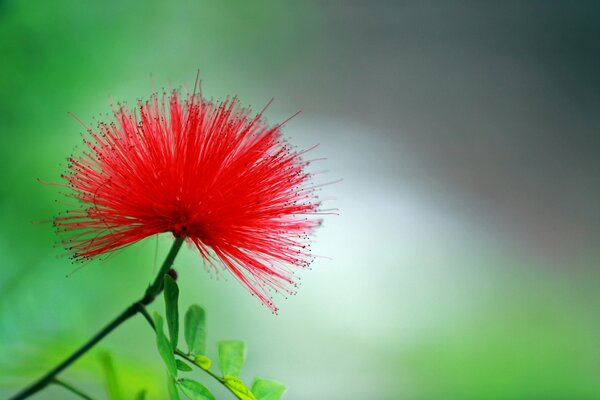 Red flower on a blurry background