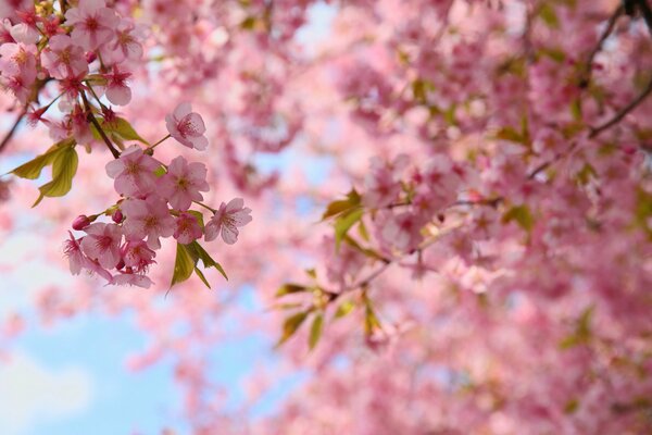 Der Frühling ist eine schöne Zeit, die Bäume blühen