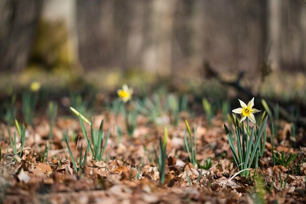 Jonquilles bokeh dans la nature