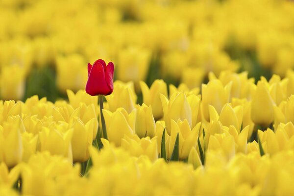 Tulipano rosso solitario su sfondo giallo