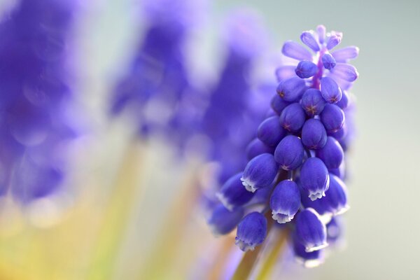 Schöne blaue Muscari, wie eine Traube von Trauben, die ihren Apprmat tragen, sind die Mastermind für die schönen Saiten der Seele