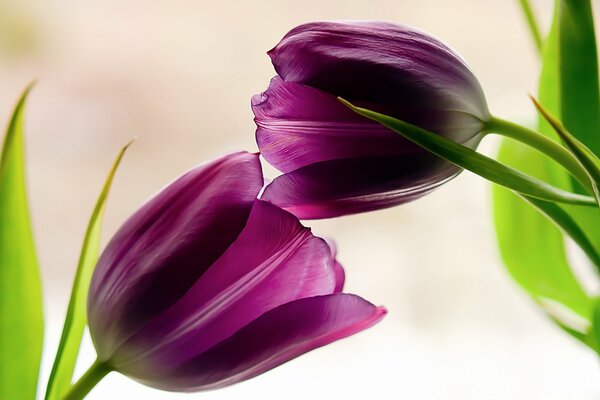 Les tulipes fleurissent. Photo de près