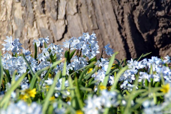 Le printemps, la clairière de la forêt, qui fait profiter de la vie, se réveiller des froides journées d hiver et remplir le souffle de la chaleur estivale à venir