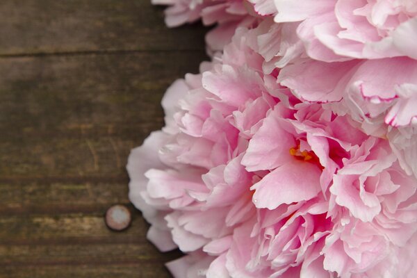 Fleurs de pivoines roses sur la table