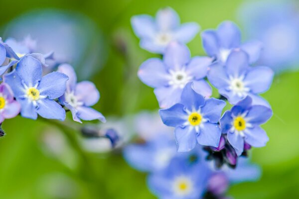 Delicadas flores azules-nomeolvides