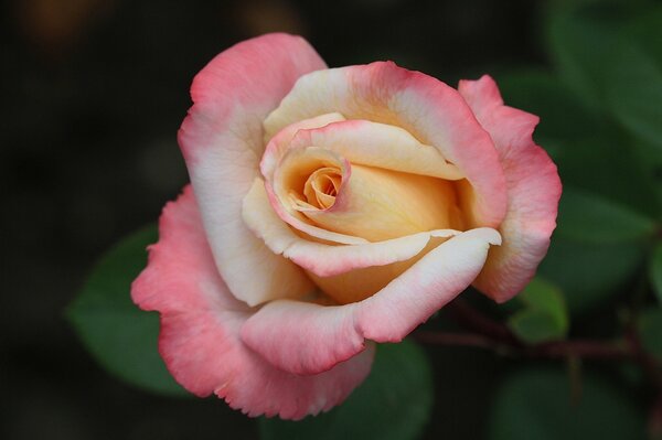 Макро снимок бутона розы