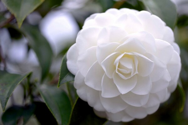 Flor blanca Camelia sus pétalos