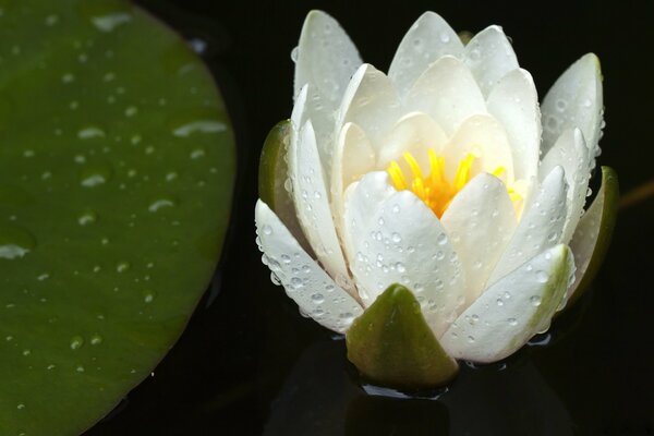 Primer plano de la flor de agua del lirio blanco